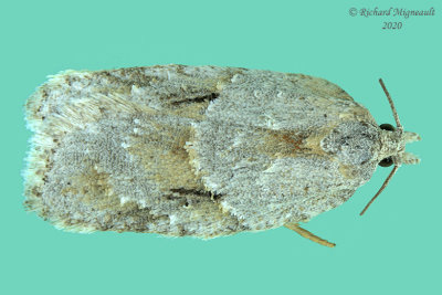 3540 - Acleris logiana - Black-headed Birch Leaffolder Moth m20 1