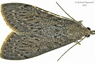 4935 - Saucrobotys fumoferalis m20