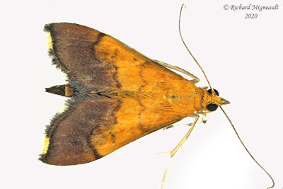 5040 - Pyrausta bicoloralis - Bicolored Pyrausta Moth m20