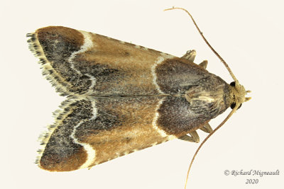 5510 - Meal Moth - Pyralis farinalis m20
