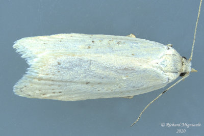 6678 - Cabera variolaria - Vestal Moth m20