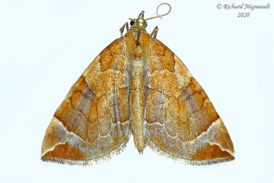 7201 - Eulithis testata - Chevron Moth m20