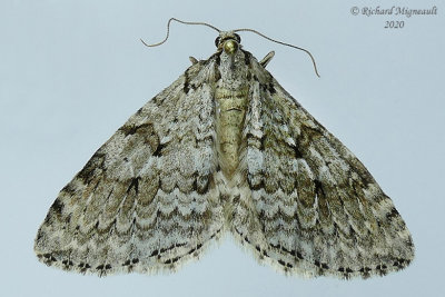 7433  Epirrita autumnata - Autumnal Moth m20