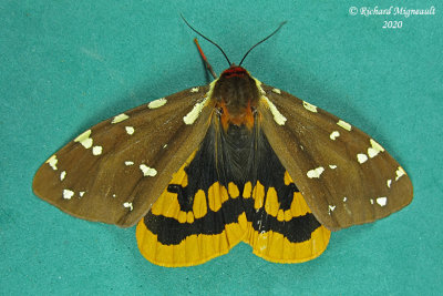 8162 - St. Lawrence Tiger Moth - Arctia parthenos 703
