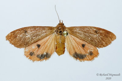 8121 - Virbia aurantiaca - Orange Holomelina Moth 1 m20