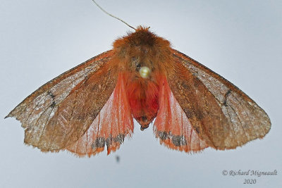 8158 - Phragmatobia assimilans - Large Ruby Tiger Moth m20