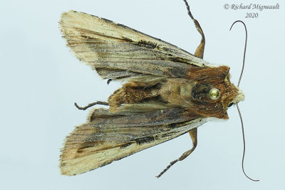 9874 - Dot-and-Dash Swordgrass Moth - Xylena curvimaculam m20 