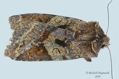 10996 - Cerastis salicarum - Willow Dart Moth m20 