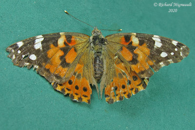 4435 - Painted Lady - Belle dame - Vanessa cardui 1 m20
