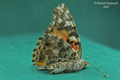 4435 - Painted Lady - Belle dame - Vanessa cardui 2 m20
