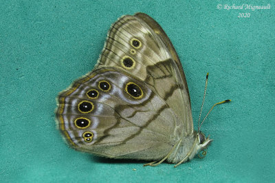 4568,1 - Northern Pearly-eye - Satyre perlé m20
