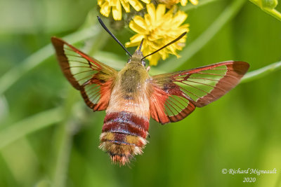 7853  Hummingbird Clearwing Moth  Hemaris thysbe m20