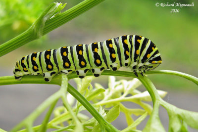 4159 - Black Swallowtail - Papillon du cleri m20