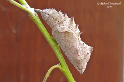 4432 - Mourningcloak Butterfly - Morio 2 m20