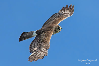 Busard des marais - Northern Harrier m20 1