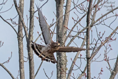 Petite Buse - Broad-winged Hawk m20 1