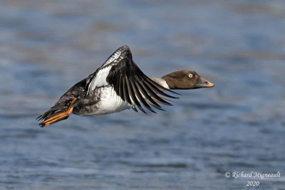 Garrot  oeil dor - Common Goldeneye female m20 