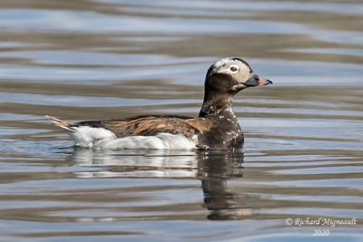 Harelde kakawi - Long-tailed Duck m20