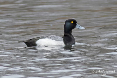 Petit Fuligule - Lesser Scaup m20 