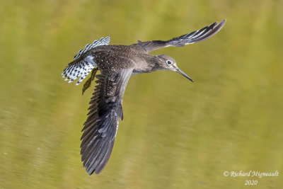 Chevalier solitaire - Solitary Sandpiper m20