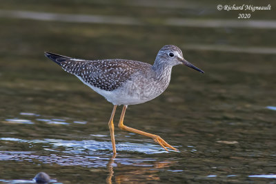Petit Chevalier - Lesser Yellowlegs m20