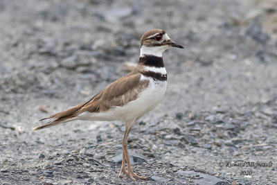 Pluvier kildir - Killdeer m20 1