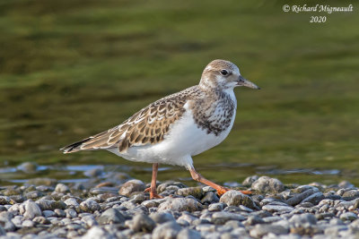 Tournepierre à collier - Ruddy turnstone m20 1