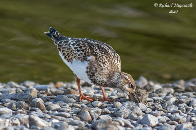 Tournepierre à collier - Ruddy turnstone m20 2
