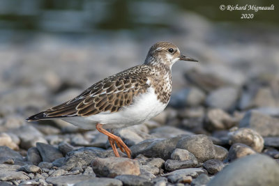 Tournepierre à collier - Ruddy turnstone m20 4