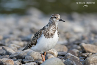 Tournepierre à collier - Ruddy turnstone m20 5