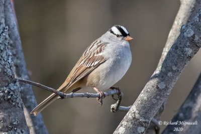 Bruant à couronne blanche - White-crowned Sparrow m20