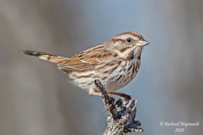 Bruant chanteur - Song Sparrow m20 3