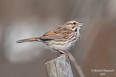 Bruant chanteur - Song Sparrow m20 5