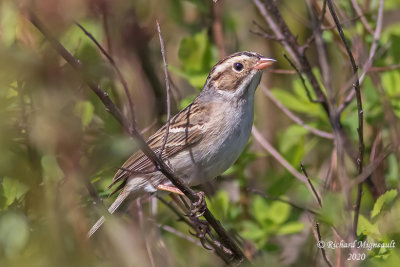Bruant des plaines - Clay-coloured Sparrow m20