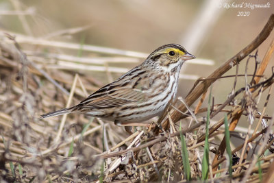 Bruant des prés - Savannah Sparrow m20