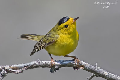 Paruline à calotte noire - Wilson’s Warbler m20