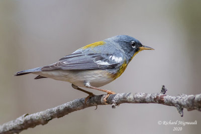 Paruline à collier - Northern Parula m20 1
