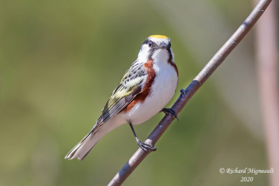 Paruline à flancs marron - Chestnut-sided Warbler m20 1