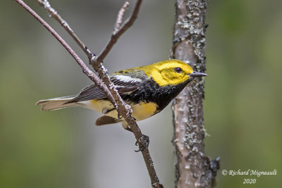 Paruline à gorge noire - Black-throated Green Warbler m20