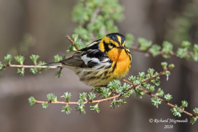 Paruline à gorge orangée - Blackburnian Warbler m20