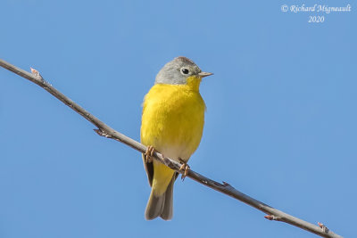 Paruline à joues grises - Nashville Warbler m20 1