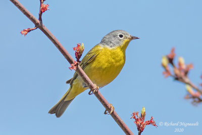 Paruline à joues grises - Nashville Warbler m20 2