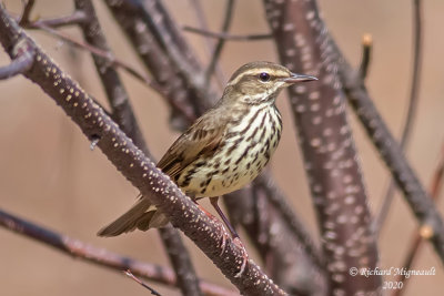 Paruline des ruisseaux - Northern Waterthrush m20