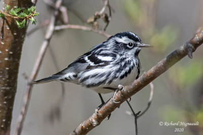 Paruline noire et blanche - Black-and-white Warbler m20
