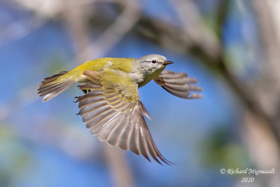 Paruline obscure - Tennessee Warbler m20 2