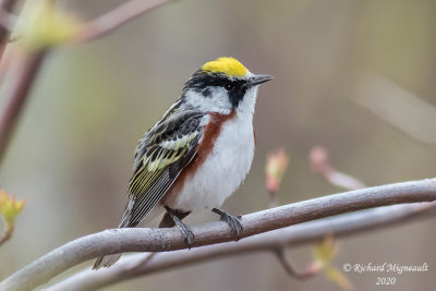 Paruline à flancs marron - Chestnut-sided Warbler m20 2