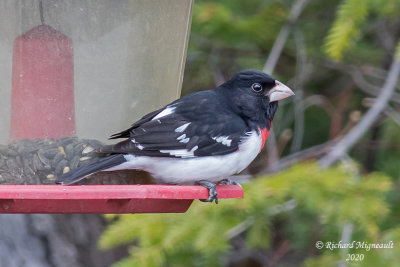 Cardinal à poitrine rose - Rose-breasted Grosbeak m20