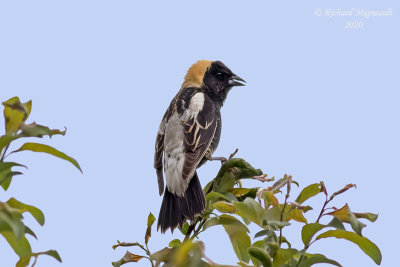 Goglu des près - Bobolink m20