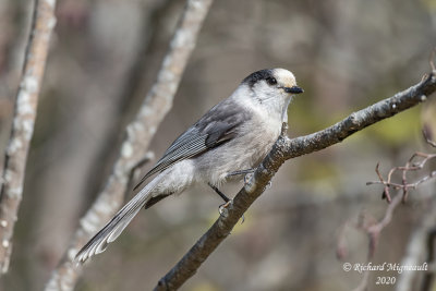Mésangeai du Canada - Canada Jay m20
