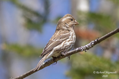 Roselin pourpré - Purple Finch m20
